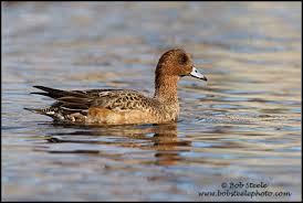 Attēlu rezultāti vaicājumam “Anas penelope”