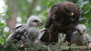 Attēlu rezultāti vaicājumam “Buteo buteo nest”