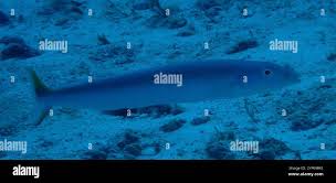 Image result for Malacanthus plumieri