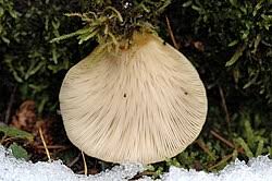 Attēlu rezultāti vaicājumam “Panellus serotinus”