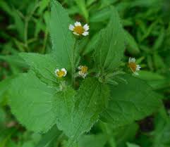 Attēlu rezultāti vaicājumam “Galinsoga quadriradiata”