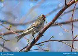 Attēlu rezultāti vaicājumam “Carduelis flammea male”