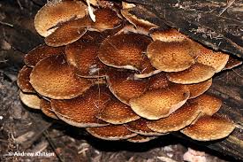 Attēlu rezultāti vaicājumam “Pholiota squarrosoides”