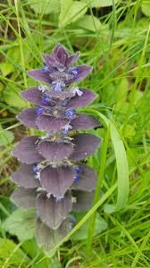 Attēlu rezultāti vaicājumam “Ajuga pyramidalis leaf”
