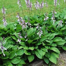 Image result for Hosta sieboldiana 'Elegans'