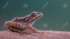 Attēlu rezultāti vaicājumam “Pelophylax juvenile”