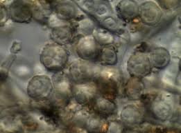 Attēlu rezultāti vaicājumam “Sclerophora pallida”