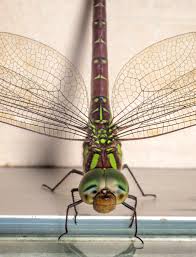 Attēlu rezultāti vaicājumam “Aeshnidae”