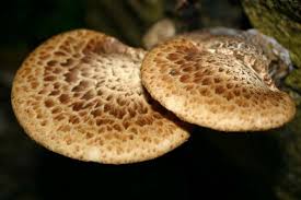Attēlu rezultāti vaicājumam “Polyporus”