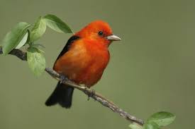 Image result for Piranga olivacea