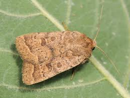 Attēlu rezultāti vaicājumam “Hoplodrina octogenaria”