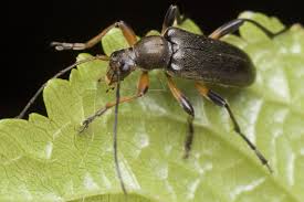 Attēlu rezultāti vaicājumam “Cortodera femorata”