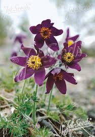 Image result for Pulsatilla