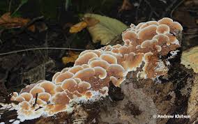 Attēlu rezultāti vaicājumam “Gloeoporus dichrous”