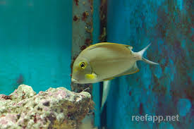 Image result for Acanthurus blochii