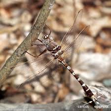 Attēlu rezultāti vaicājumam “Dianema nivale macro”