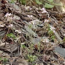 Attēlu rezultāti vaicājumam “Cardaminopsis arenosa leaf”