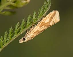 Attēlu rezultāti vaicājumam “Thiodia citrana”