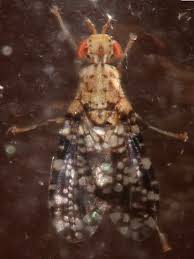 Attēlu rezultāti vaicājumam “Trypetoptera punctulata”