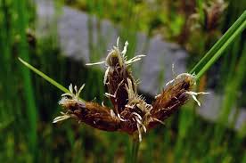 Attēlu rezultāti vaicājumam “Bolboschoenus maritimus”