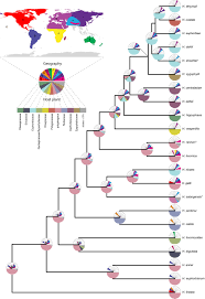 Attēlu rezultāti vaicājumam “Lopinga achine upperside”