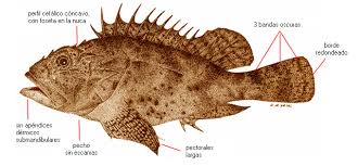 Image result for Scorpaena porcus