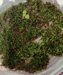 Attēlu rezultāti vaicājumam “Leptobryum pyriforme sporophyte”