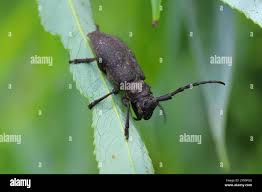 Attēlu rezultāti vaicājumam “Lamia textor”