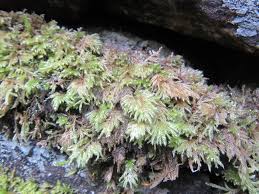 Attēlu rezultāti vaicājumam “Thamnobryum subserratum sporophyte”