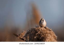 Attēlu rezultāti vaicājumam “Panurus biarmicus male”