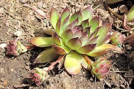 Attēlu rezultāti vaicājumam “Jovibarba globifera leaf”