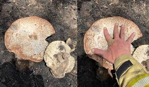 Attēlu rezultāti vaicājumam “Badhamiopsis praetermissa spores”