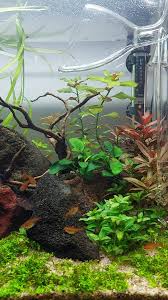 Attēlu rezultāti vaicājumam “Cryptocala chardinyi”