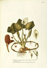 Attēlu rezultāti vaicājumam “Calla palustris”