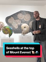 Image result for mountain top seashell