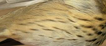 Attēlu rezultāti vaicājumam “Anthus trivialis adult”