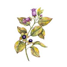 Image result for beladona