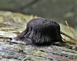 Attēlu rezultāti vaicājumam “Enteridium variabile macro”