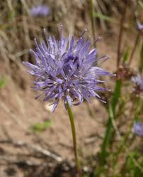 Attēlu rezultāti vaicājumam “Jasione montana”