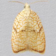 Attēlu rezultāti vaicājumam “Acleris forsskaleana”