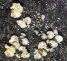 Attēlu rezultāti vaicājumam “Postia rennyi”