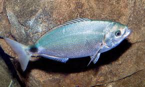Image result for Oblada melanurus