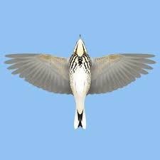 Image result for Anthus hodgsoni