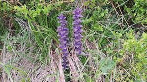 Attēlu rezultāti vaicājumam “Ajuga pyramidalis leaf”