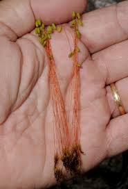 Attēlu rezultāti vaicājumam “Pohlia sphagnicola”