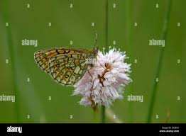 Attēlu rezultāti vaicājumam “Boloria eunomia upperside”