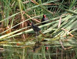 Attēlu rezultāti vaicājumam “Gallinula chloropus juvenile”
