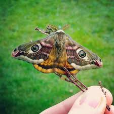 Attēlu rezultāti vaicājumam “Saturnia pavonia eggs”