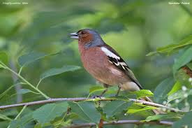 Attēlu rezultāti vaicājumam “Fringilla coelebs male”