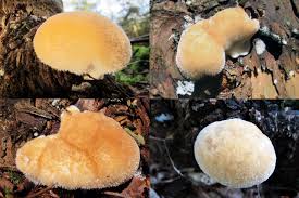 Attēlu rezultāti vaicājumam “Postia ptychogaster”